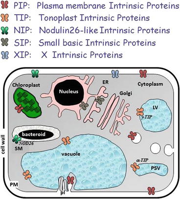 plant aquaporins aquaporin fig