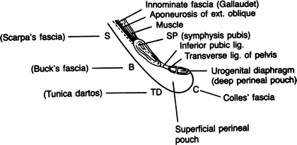 Abdominal Wall and Hernias | SpringerLink