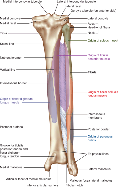 Anatomy Posterior Leg