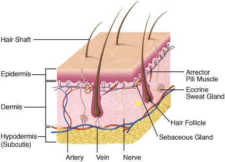 31 Label The Skin Structures And Areas Indicated In The Accompanying ...