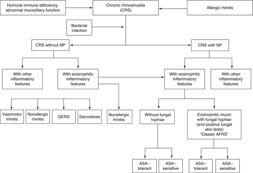 Differential Diagnosis of Rhinitis and Rhinosinusitis SpringerLink
