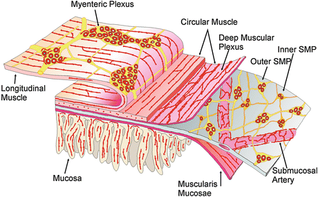 The Enteric Nervous System and Gastrointestinal Innervation: Integrated ...