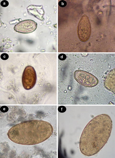 Diagnosis of Human Trematode Infections | SpringerLink