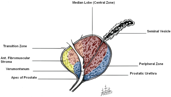 Anatomy of the Prostate