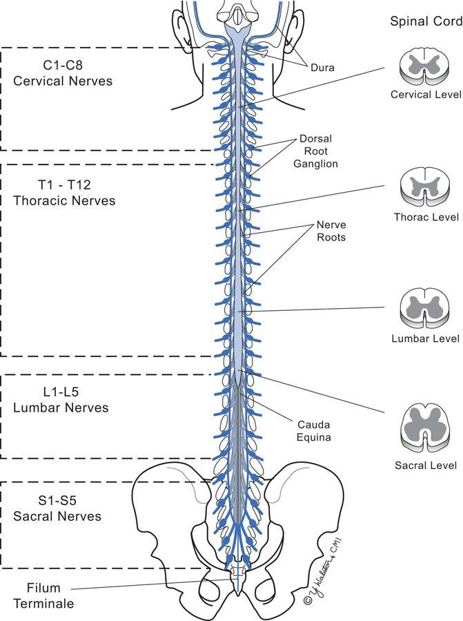 Disorders of the Spinal Cord and Vertebral Bodies | SpringerLink