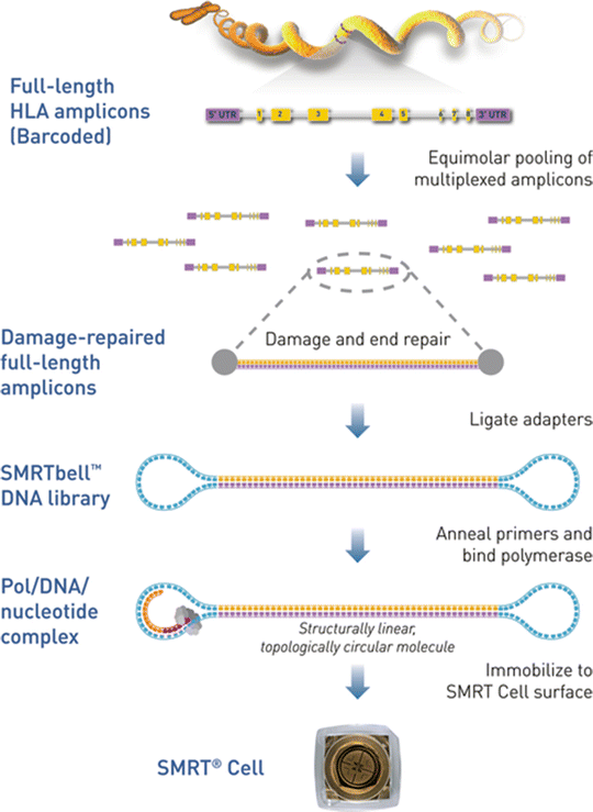Novel Approaches and Technologies in Molecular HLA Typing SpringerLink