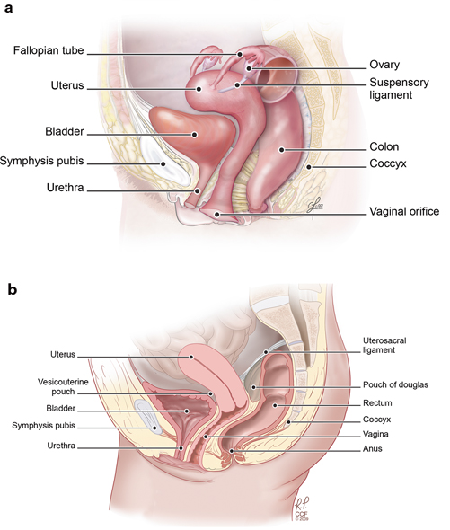 Overview of the Female Reproductive System | SpringerLink