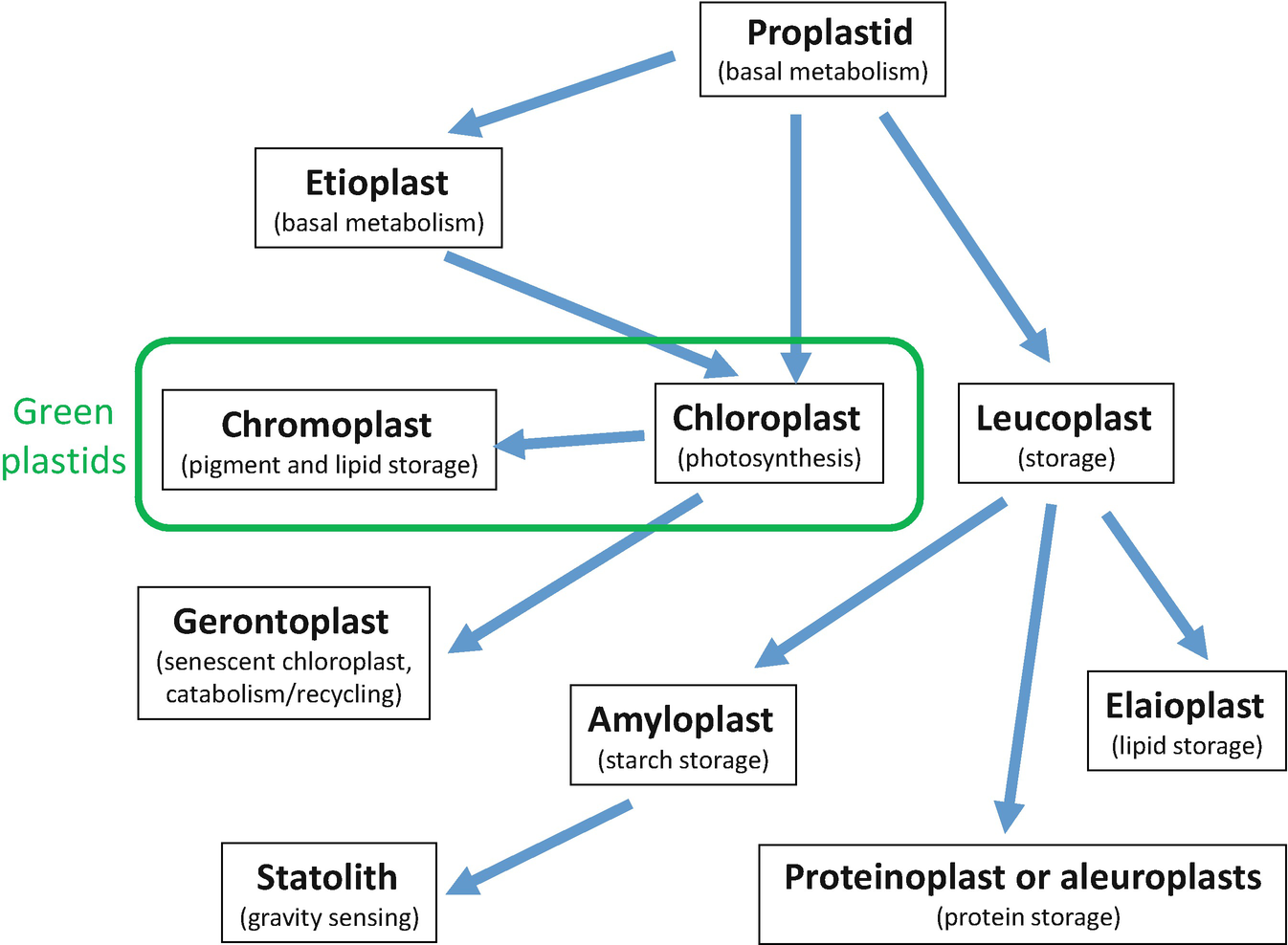 ð What is plastids and its function. What are Plastids and mention its types and functions ...