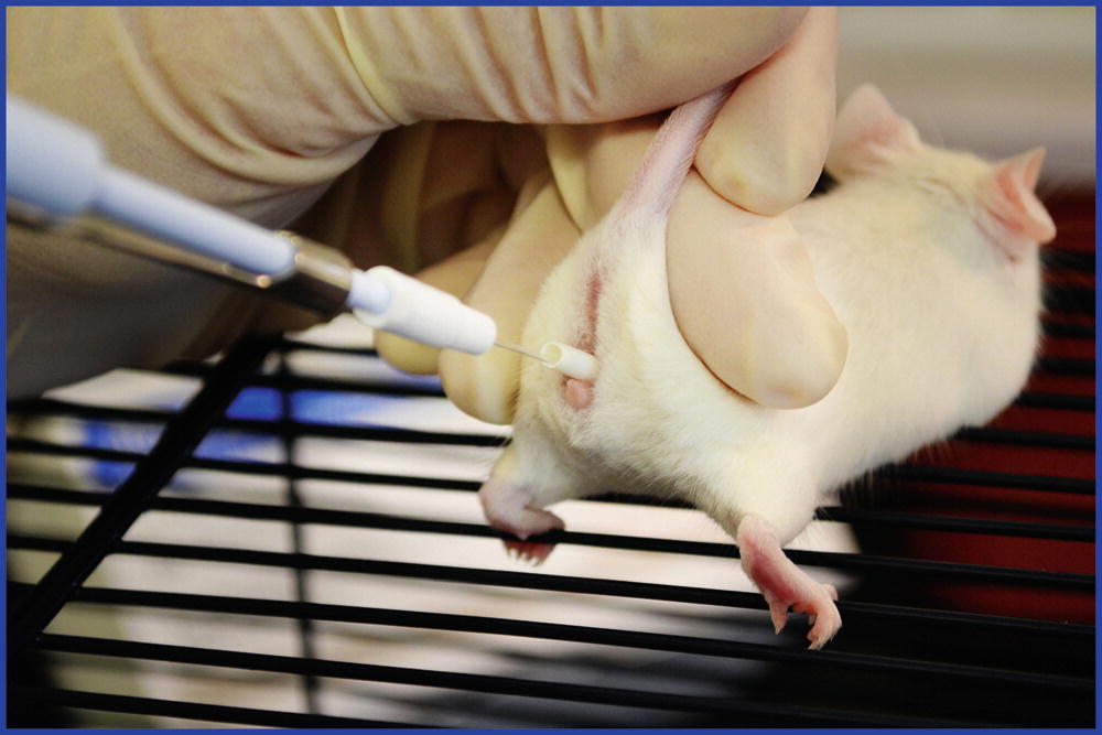 Nonsurgical Embryo Transfer Protocol for Use with the NSET™ Device