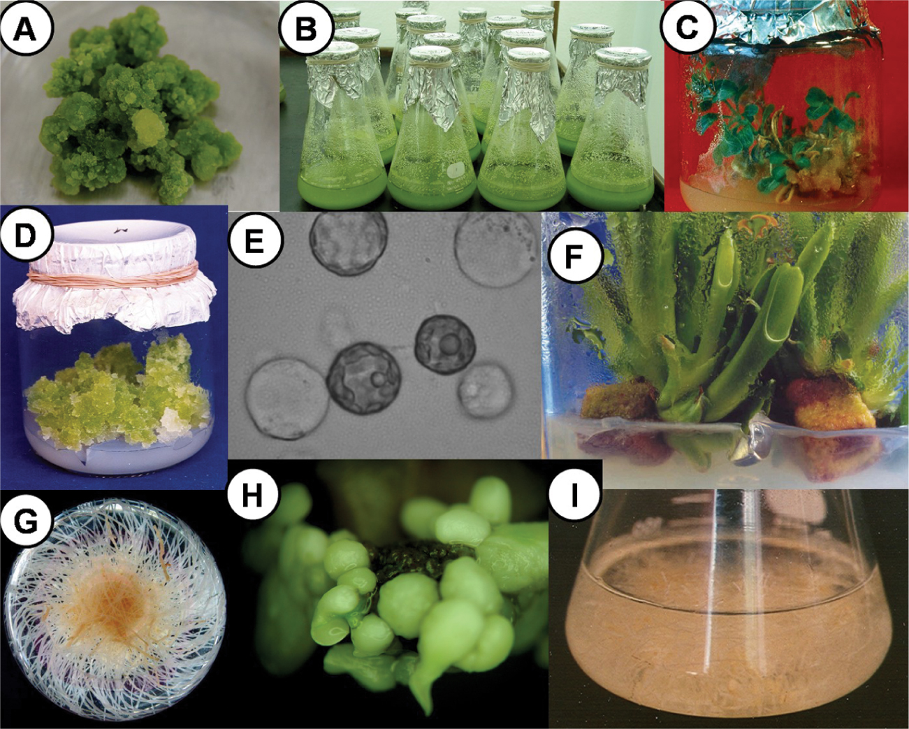 Plant culture. In vitro растения. Культивирование растений in vitro. In vitro растения Каллус. Клетки in vitro.