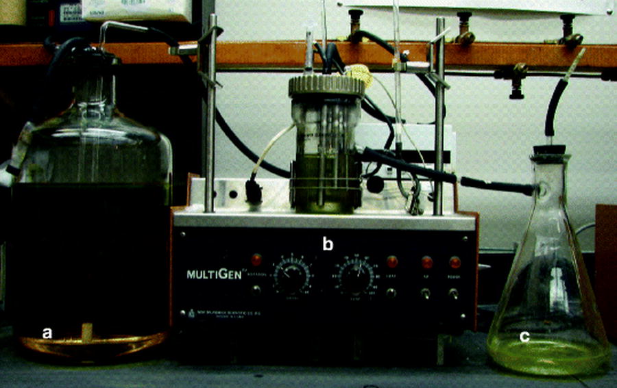 Basic Laboratory Culture Methods for Anaerobic Bacteria SpringerLink