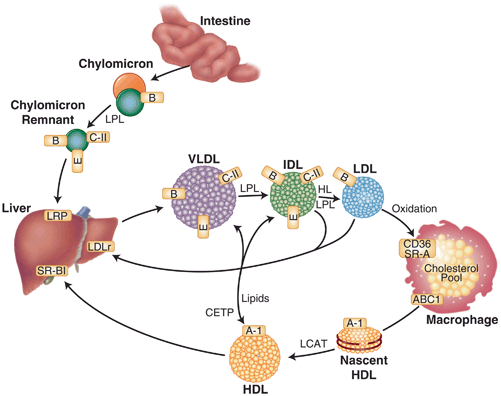 Type 1 Diabetes Mellitus And Dyslipidemia | SpringerLink