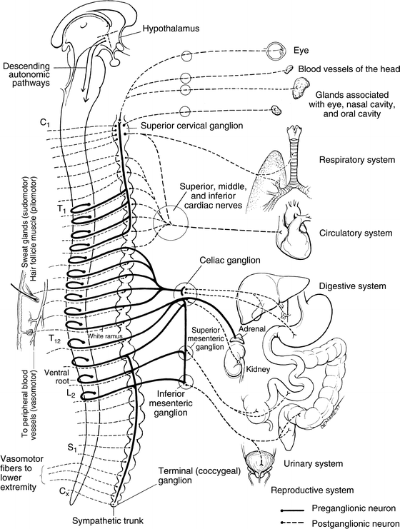 Autonomic Nervous System | SpringerLink