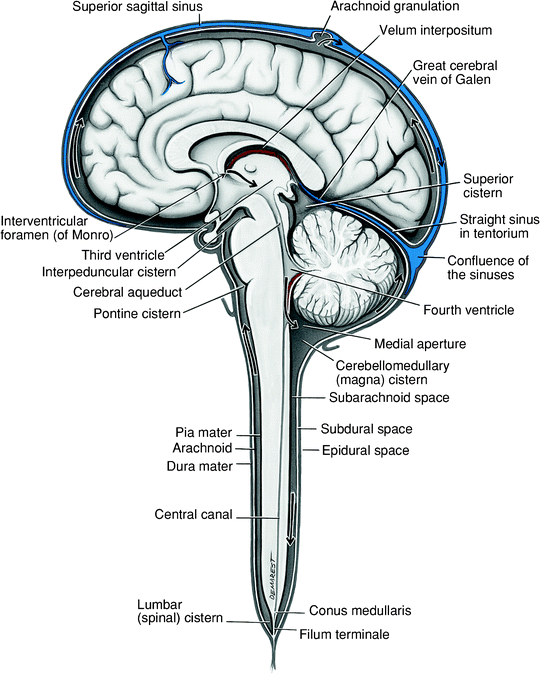 Meninges, Ventricles, and Cerebrospinal Fluid | SpringerLink diagram of csf 