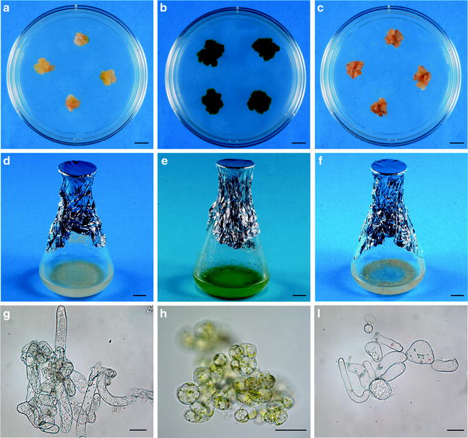 Plant Cell Suspension Cultures SpringerLink