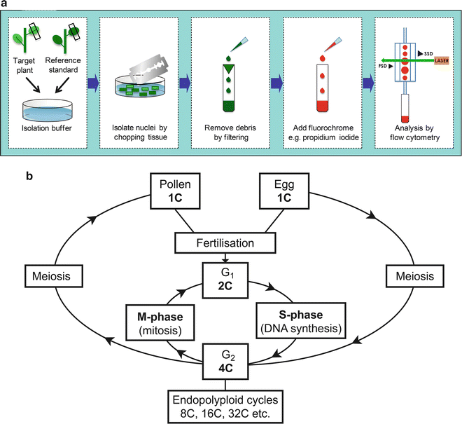 The Application of Flow Cytometry for Estimating Genome Size and Ploidy