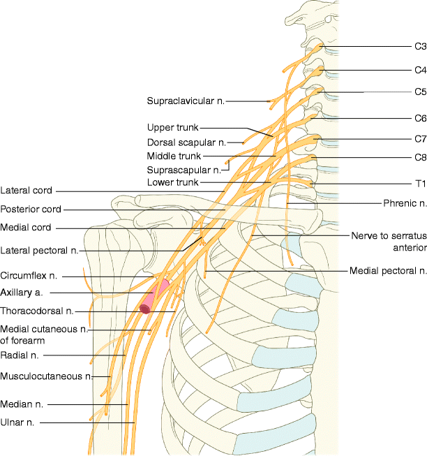 The Peripheral Nervous System: Gross Anatomy | SpringerLink