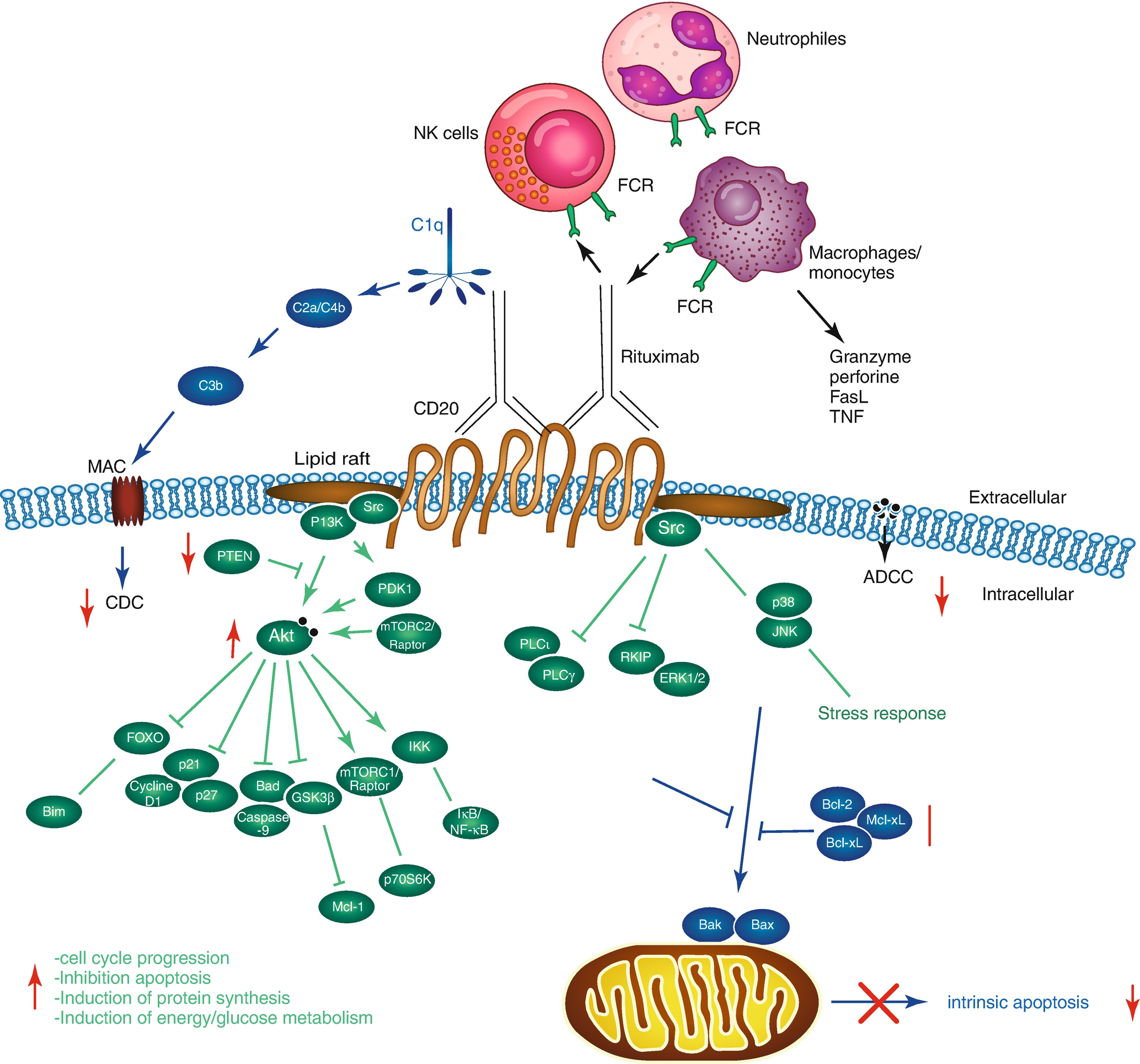 Monoclonal Antibodies in Cancer SpringerLink