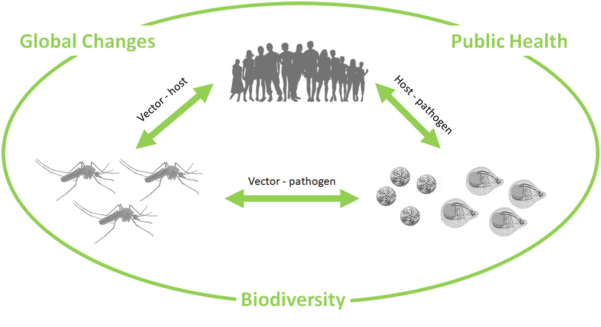 Vector-Borne Diseases | SpringerLink