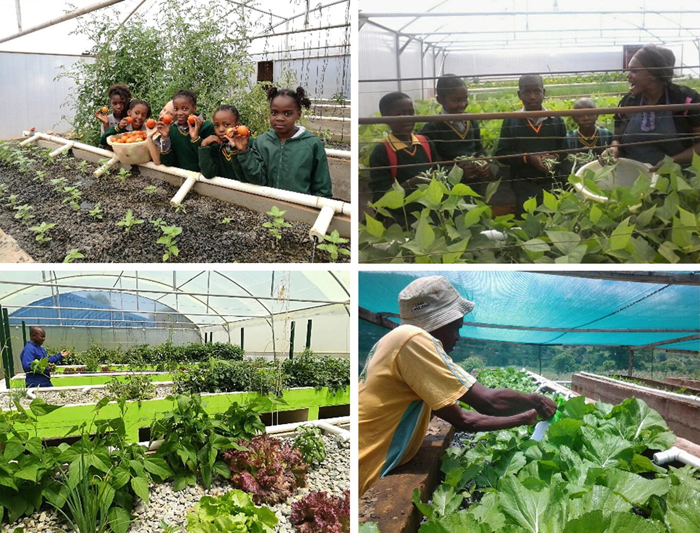 Aquaponics for sale victoria