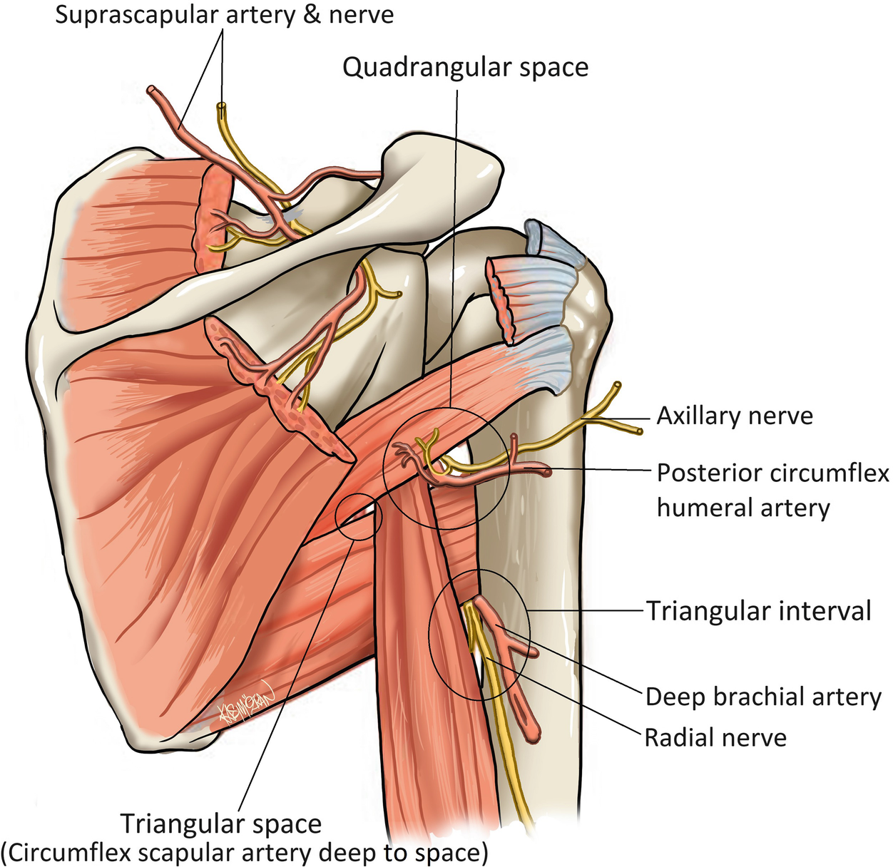 Dorsal Scapular nerve