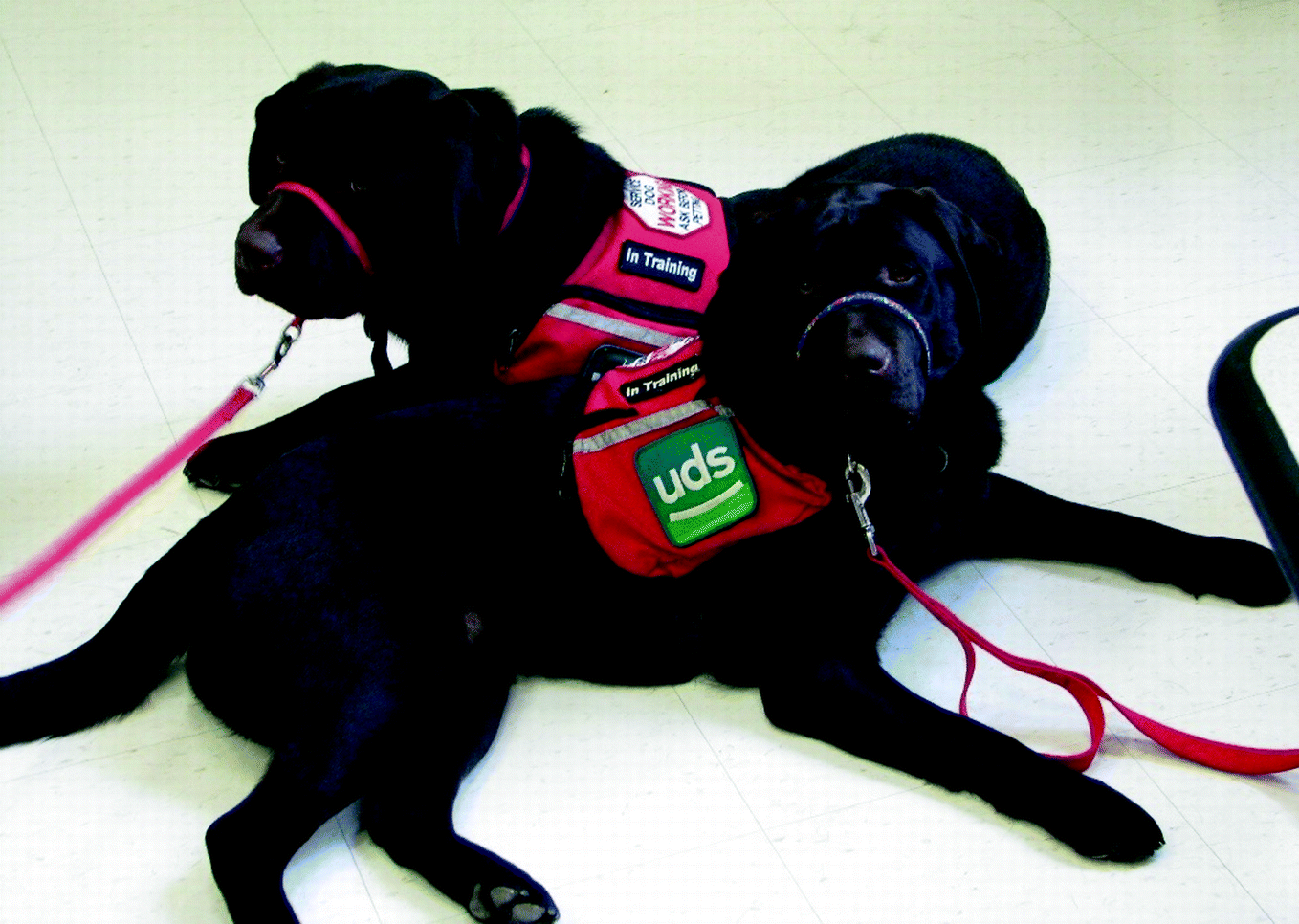 Leader Dogs For The Blind Puppy Raiser Manual - BLINDS