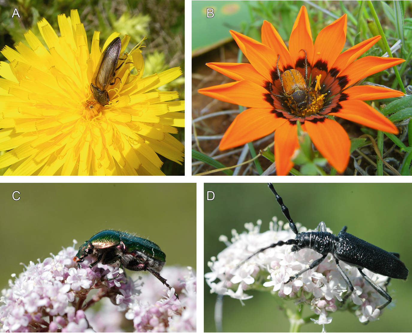 Explain Why Insect Pollinated Flowers Have Sticky Pollen Grains Best