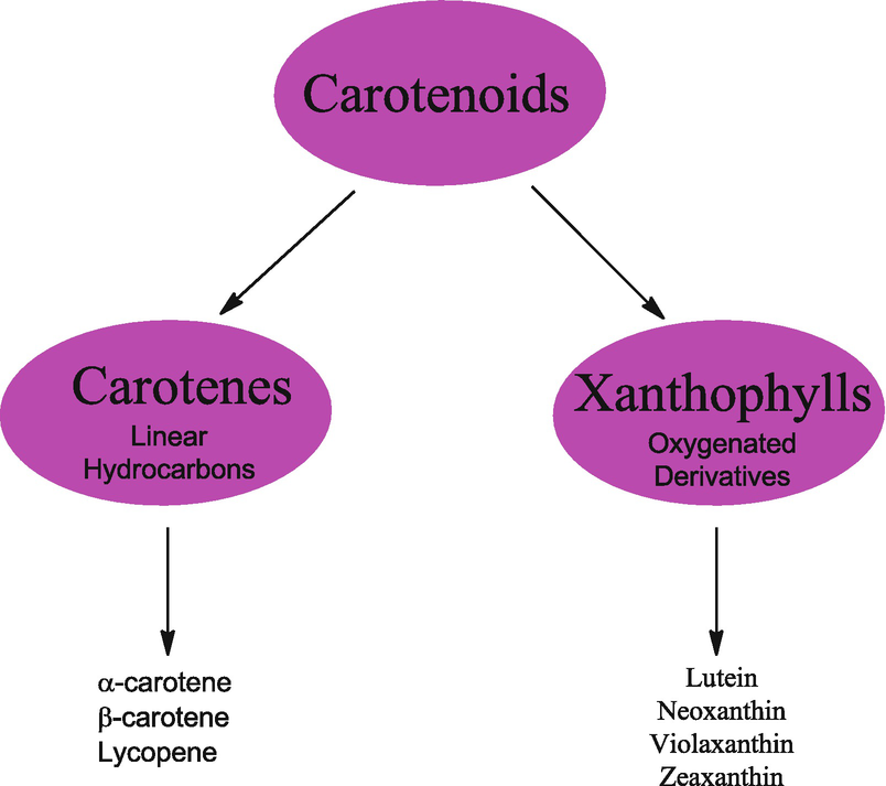 Carotenoids Are Important To Many Plants Because These Pigments Are Able To