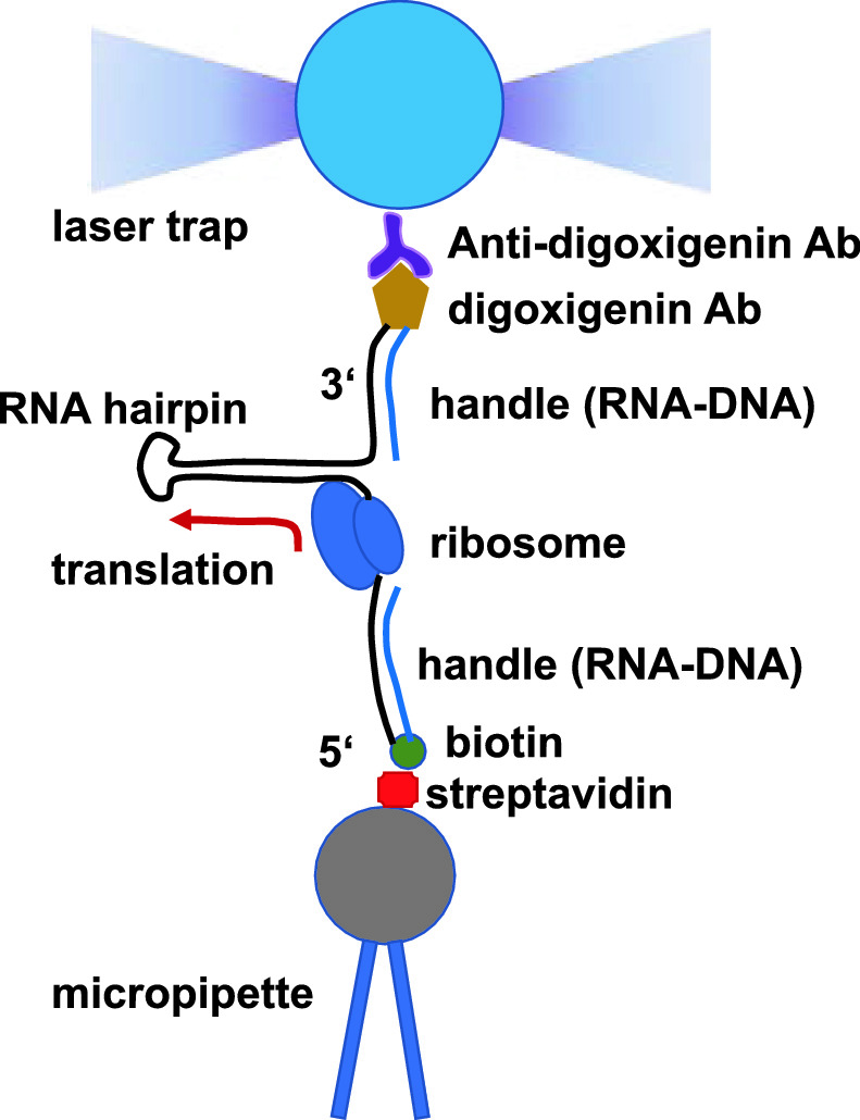 Translet Bi To Bm If we have the chord progressions tazmkiy