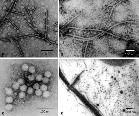 do viruses carry out all life processes do viruses carry out all life processes