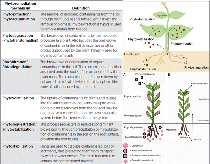 Phytoremediation Using Terrestrial Plants SpringerLink