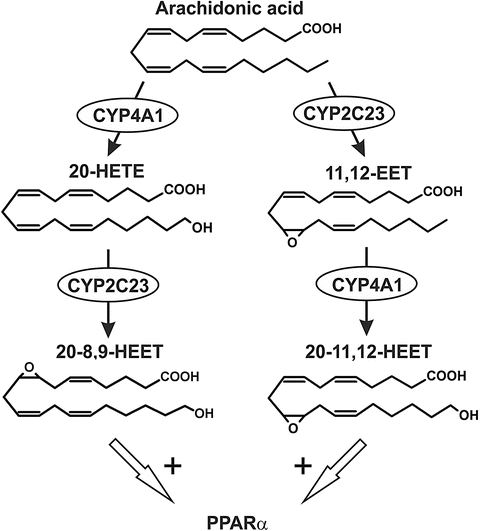 Cytochrome P450 Enzymes in the Bioactivation of Polyunsaturated Fatty