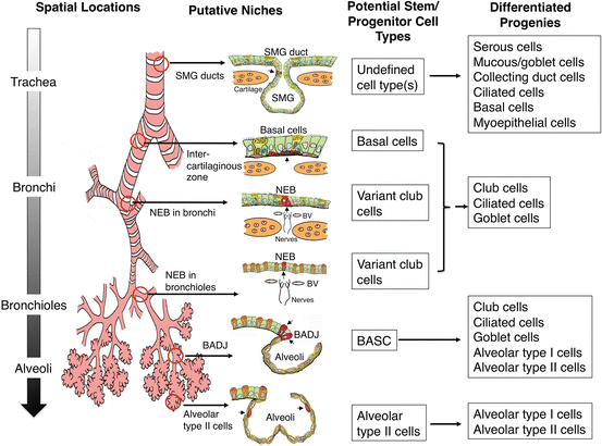 Stem Cell Niches in the Lung | SpringerLink