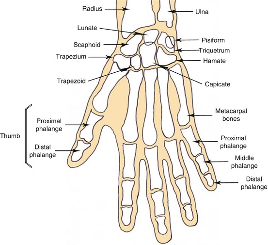 The Anatomy of the Hand | SpringerLink