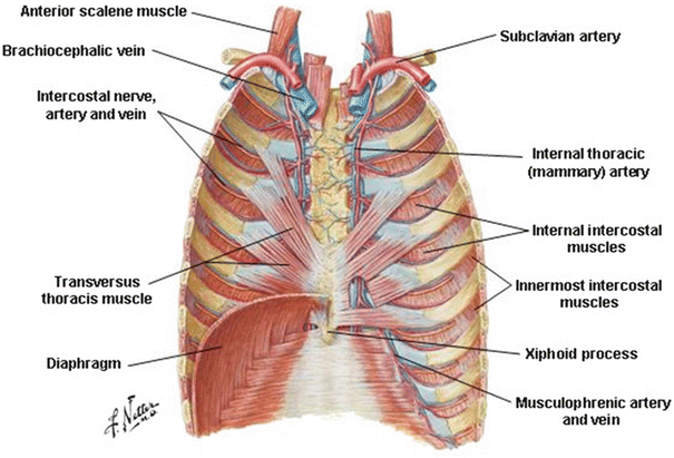 Anatomy of the Thoracic Wall, Pulmonary Cavities, and Mediastinum