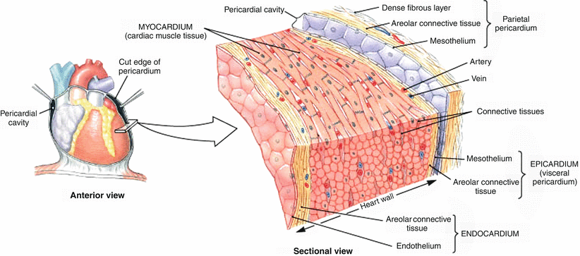 Anatomy of the Human Heart | SpringerLink