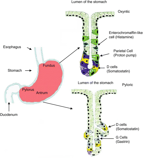 Gastric Acid Secretions Treatments And Nutritional Consequences 