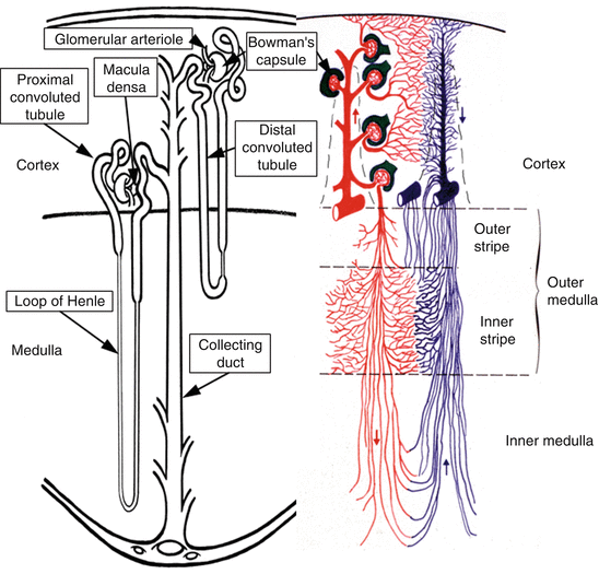 Kidney Anatomy And Physiology - Anatomy Diagram Book