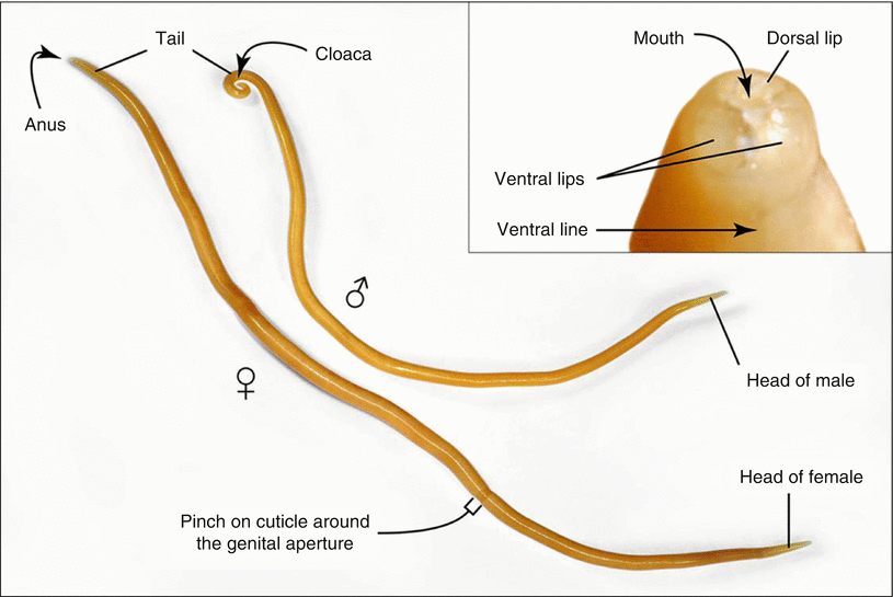Dissection Of A Roundworm Ascaris Suum