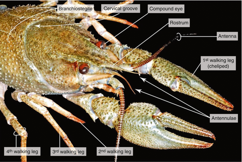 Dissection of a Crayfish ( Astacus astacus) SpringerLink