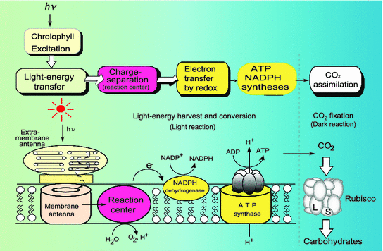 Fundamentals of Photosynthesis for Energy Storage | SpringerLink