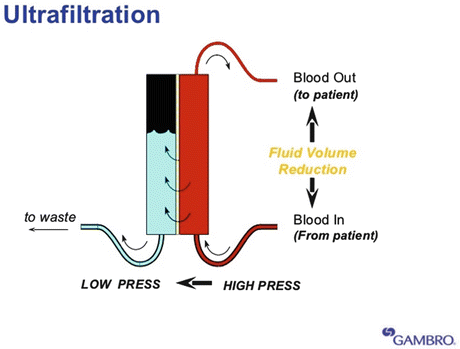 Water and Solute Movements: Basic Physiology | SpringerLink