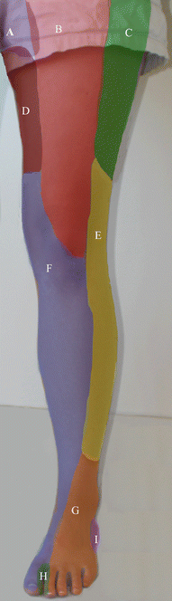 Lateral Femoral Cutaneous Nerve Entrapment | SpringerLink