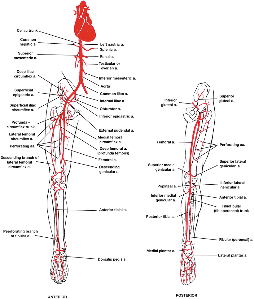 28 Arteries Of The Leg Diagram - Wire Diagram Source ...