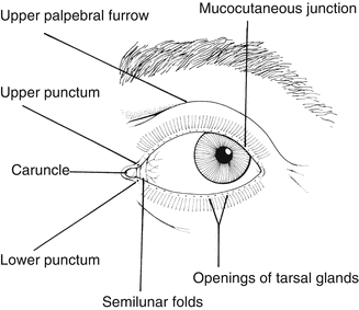 Diagram of the human eye without labels