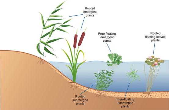 Phytofiltration of Metal(loid)Contaminated Water The