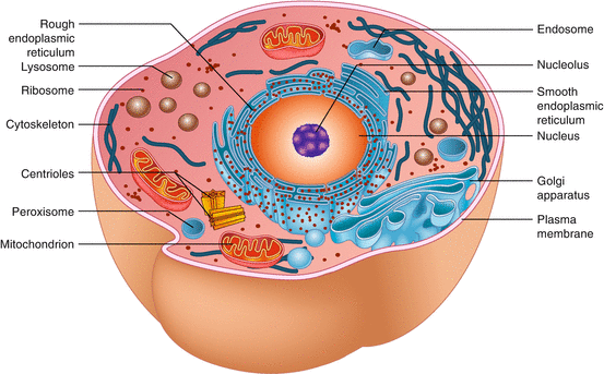 Diagram Cytoskeleton Organelle - Aflam-Neeeak