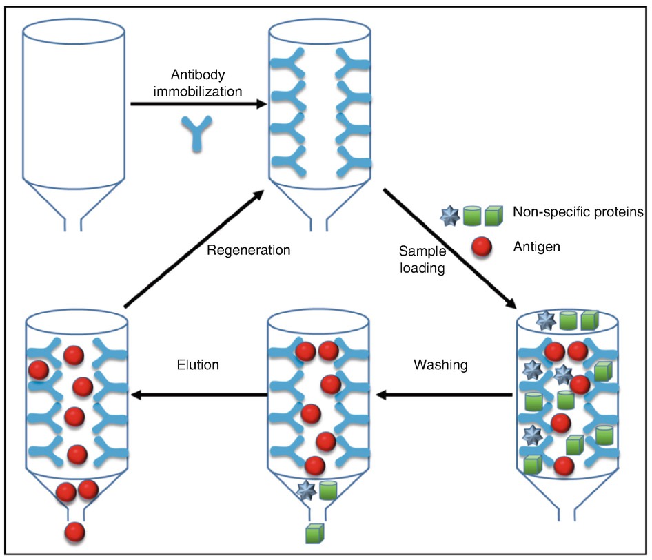Immunoassays SpringerLink