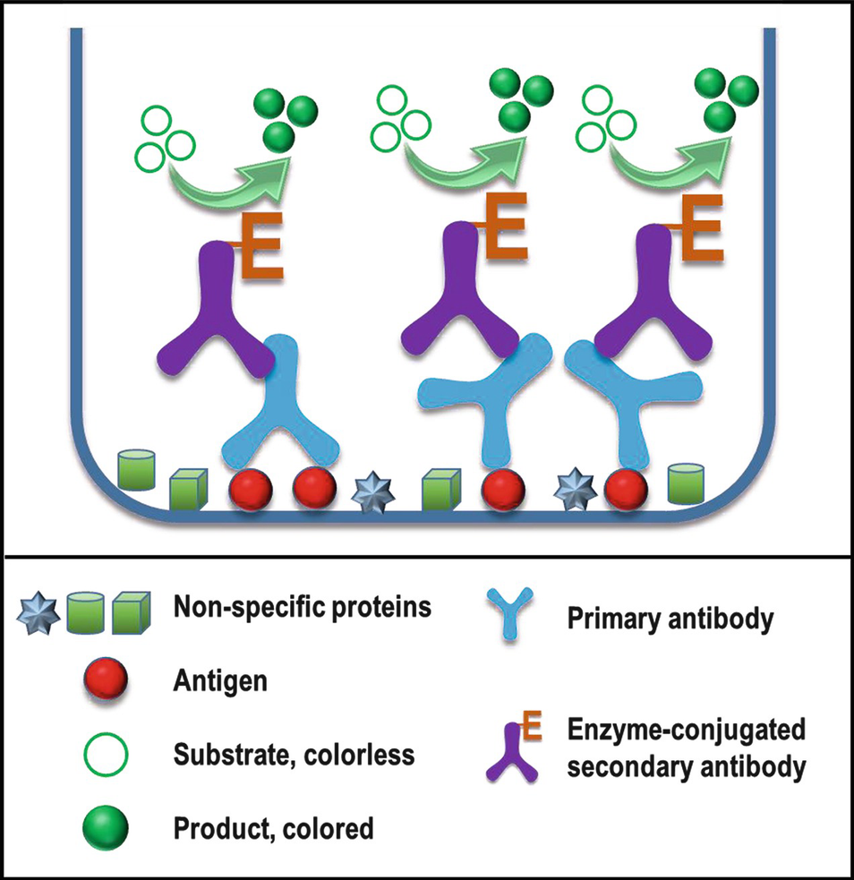 Immunoassays | SpringerLink