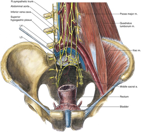 Pelvic Floor Anatomy and Neurovasculature Related to Urogenital Pain
